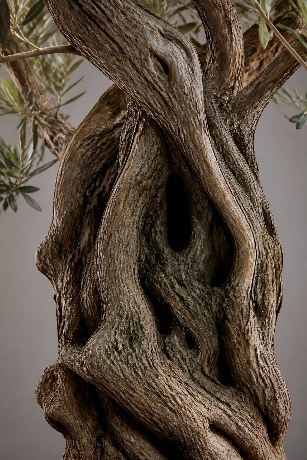 gnarled faux olive trunk close-up, studio lighting