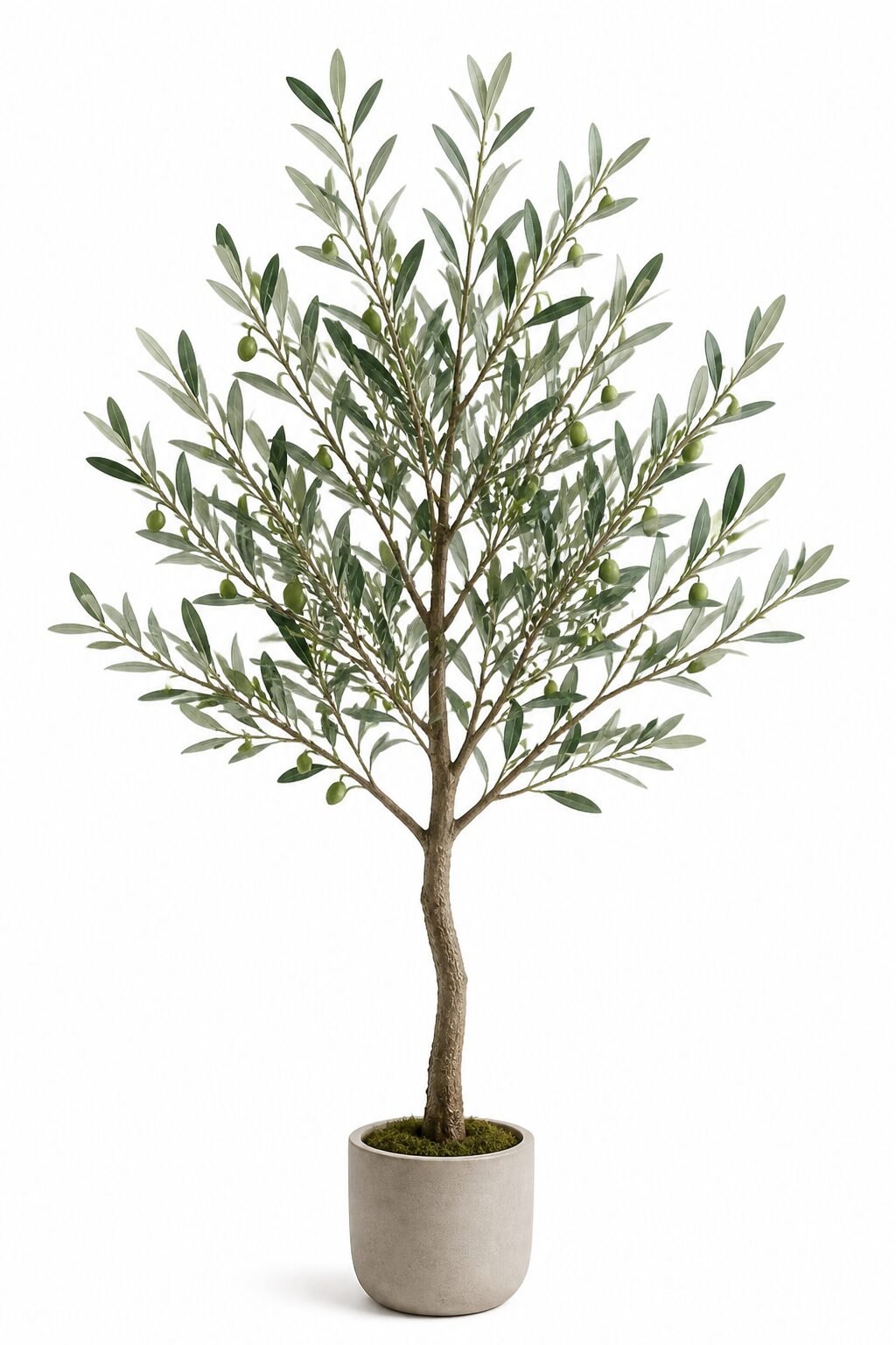 faux olive tree with silvery undersides, white backdrop
