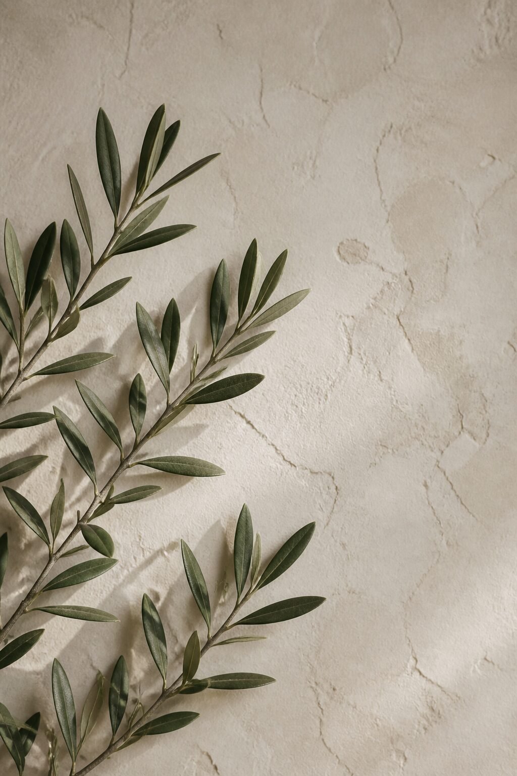 non-shiny olive leaves against textured plaster wall