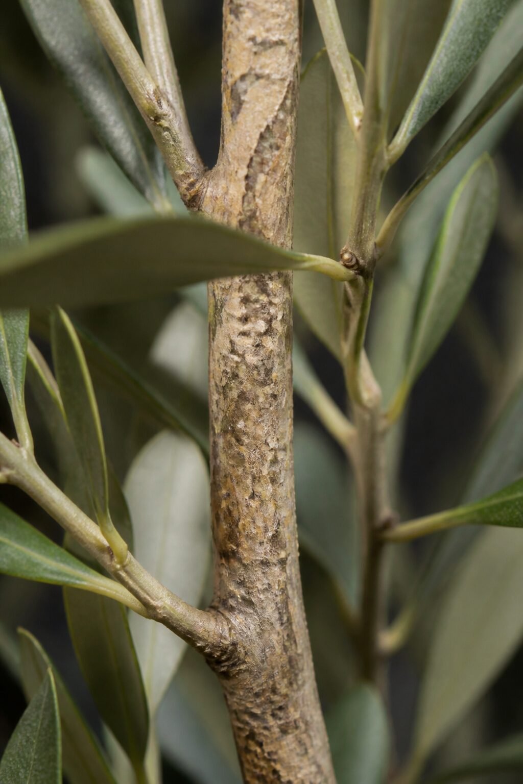 mottled bark faux olive stem, detail photograph