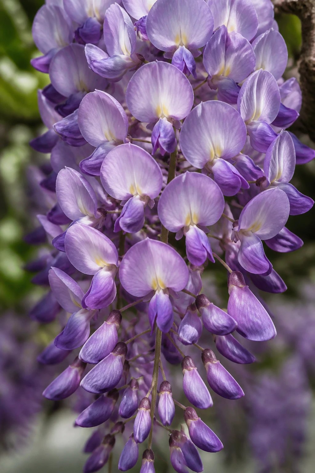 Close-up realistic silk wisteria with subtle color gradients