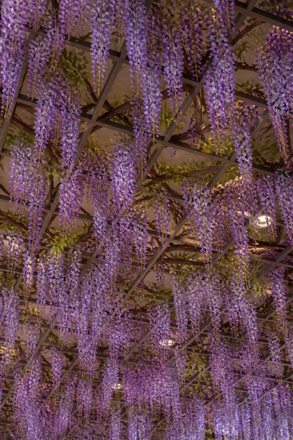 45-inch wisteria stems layered across ceiling grid