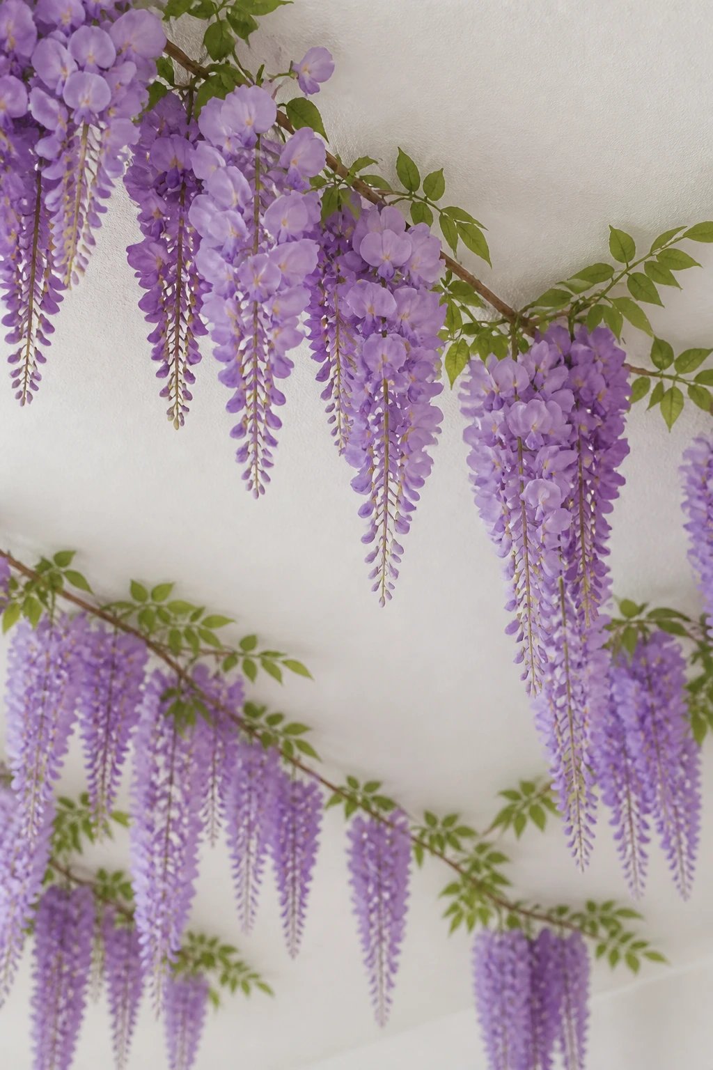 Soft latex wisteria clusters against matte white ceiling